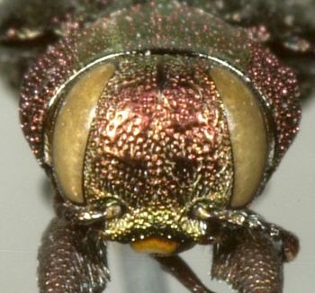 Media type: image;   Entomology 8113 Aspect: head frontal view